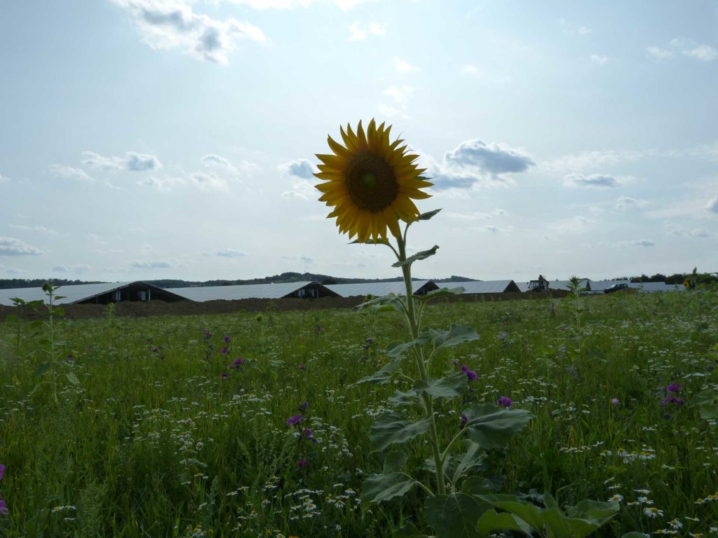 Intakte Natur rund um die PV-Anlage Strem Südburgenland | Wagenhofer Erneuerbare Energien-Ökostrom | (c) Patrick Wagenhofer