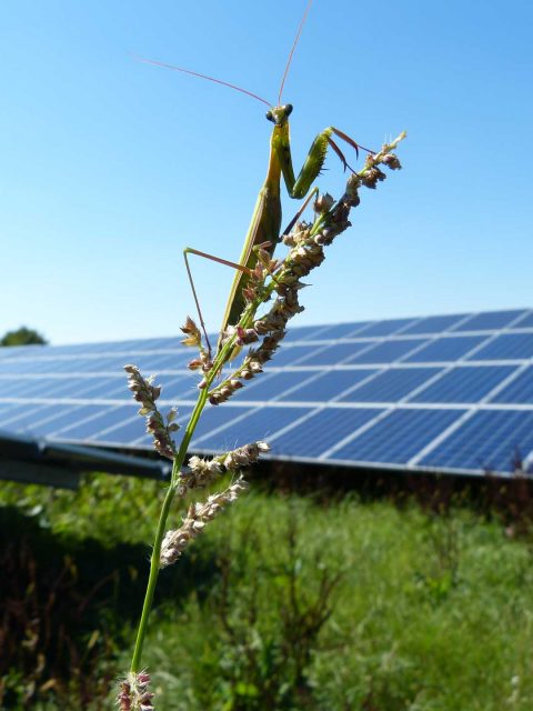 Freiflächenphotovoltaik bedeutet Umweltschutz |Fangschrecke in Strem Südburgenland | Natura 2000 | Wagenhofer Erneuerbare Energien-Ökostrom | (c) Astrid Minnich